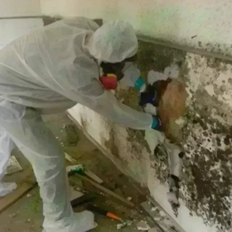 Best Mold Remediation and Removal Service in Webb County, TX